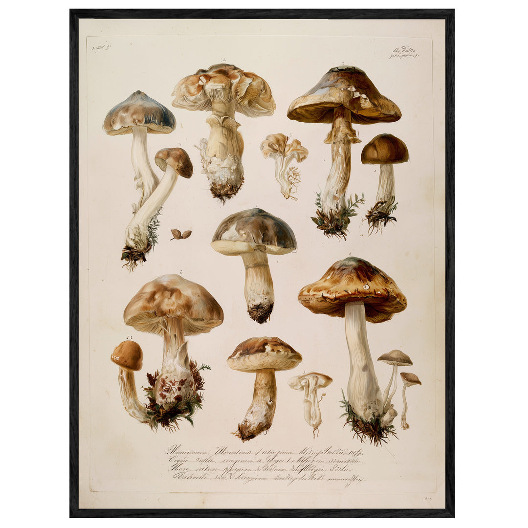 Botanische Pilze Vintage Leinwand