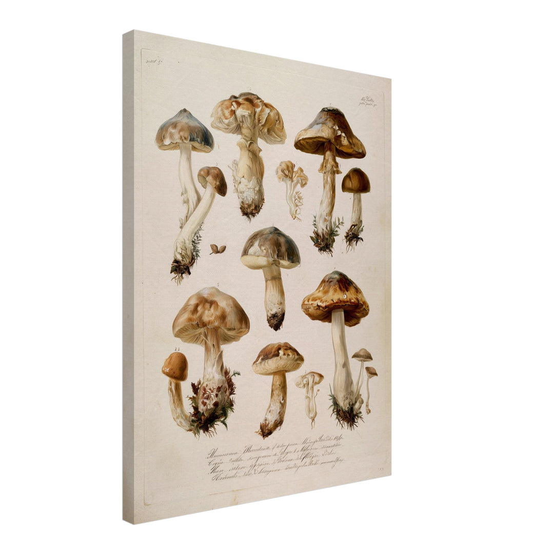 Botanische Pilze Vintage Leinwandbild – Schräge Ansicht – Produktfoto