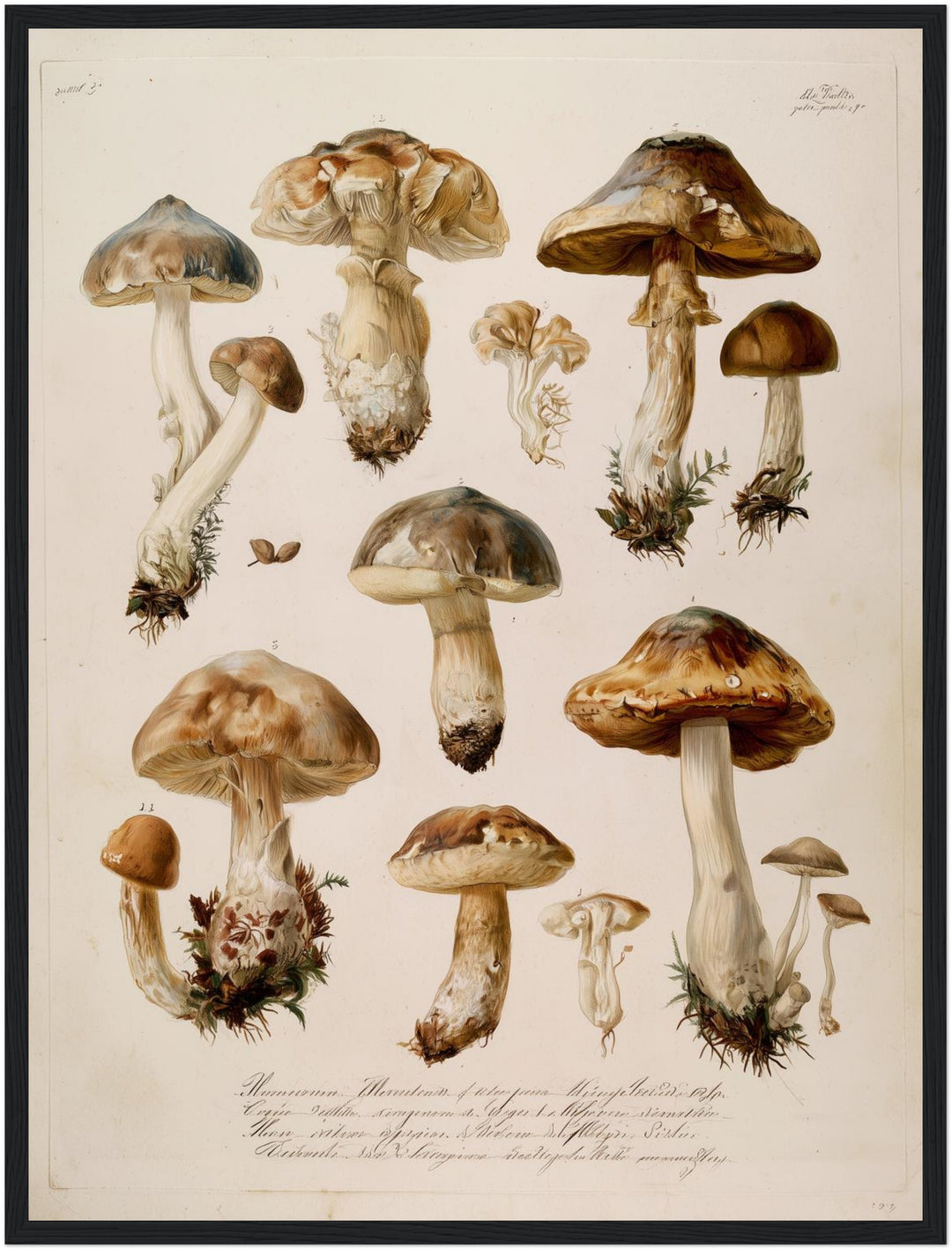 Botanische Pilze Vintage Poster – Schwarzer Rahmen – Produktfoto