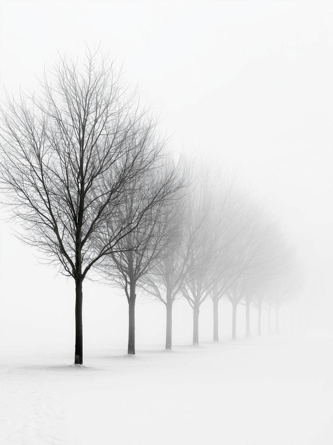 Baumreihe im Winternebel – Schwarz-Weiß Poster Motiv