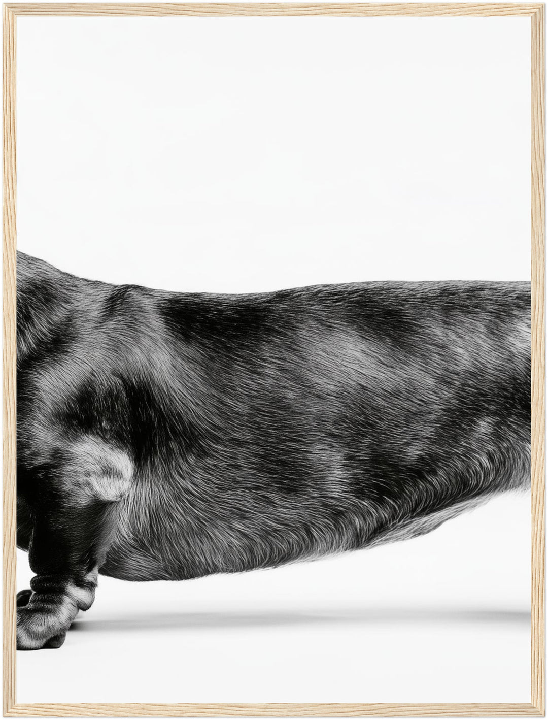 Dackel Mitte schwarz-weiß Poster – Holz natur Rahmen – Produktfoto