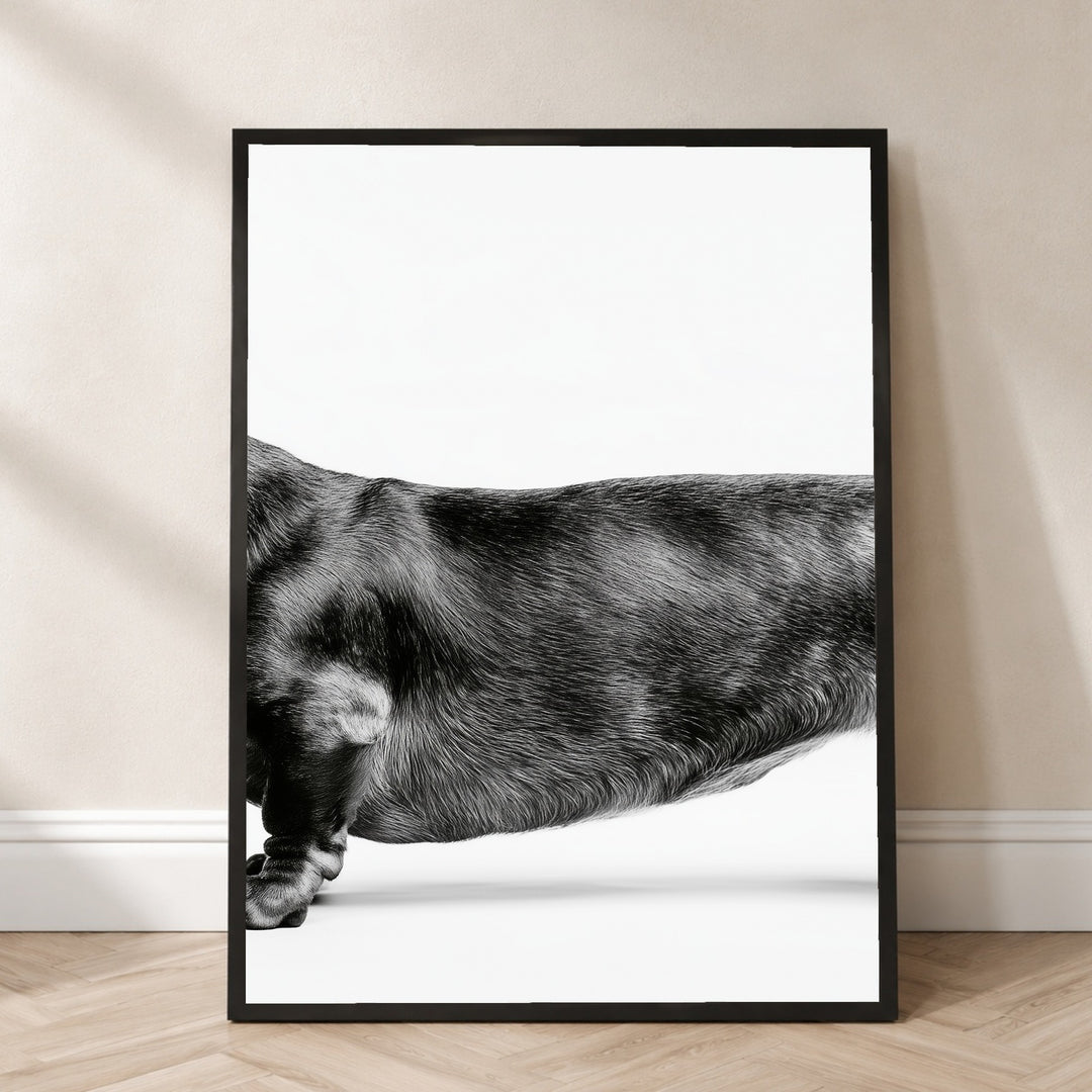 Dackel Mitte schwarz-weiß Poster – Schwarzer Rahmen – Produktfoto