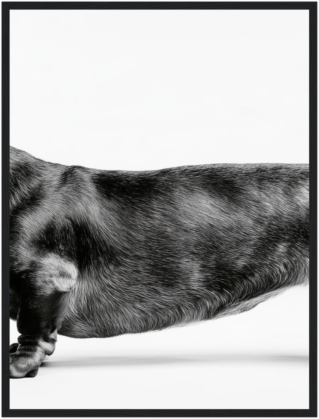 Dackel Mitte schwarz-weiß Poster – Schwarzer Rahmen – Produktfoto
