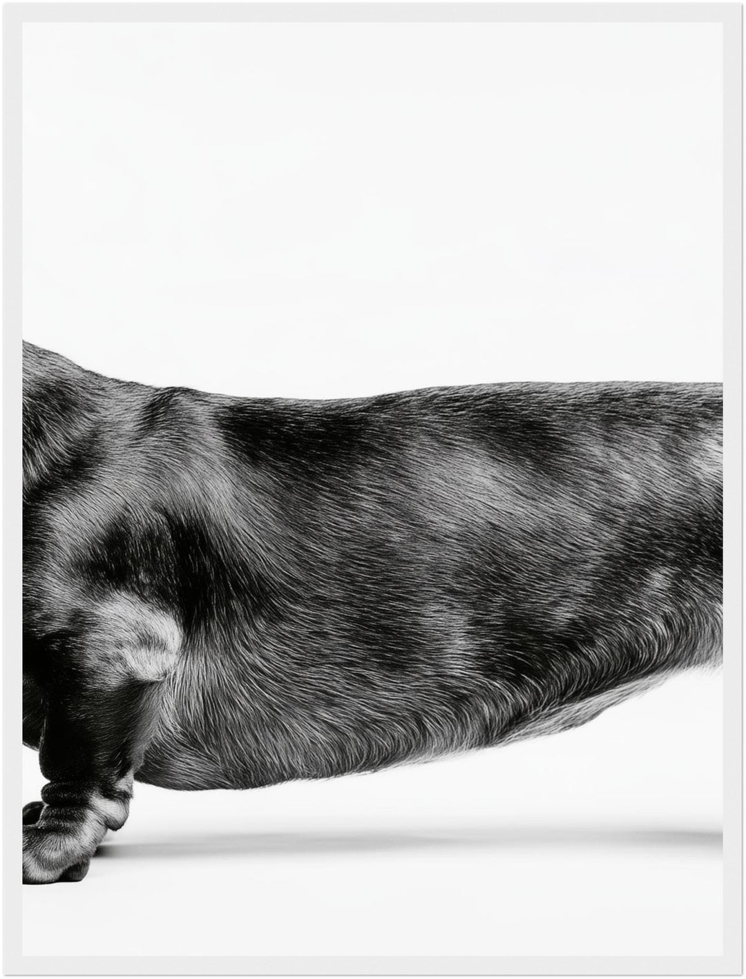 Dackel Mitte schwarz-weiß Poster – Weißer Rahmen – Produktfoto