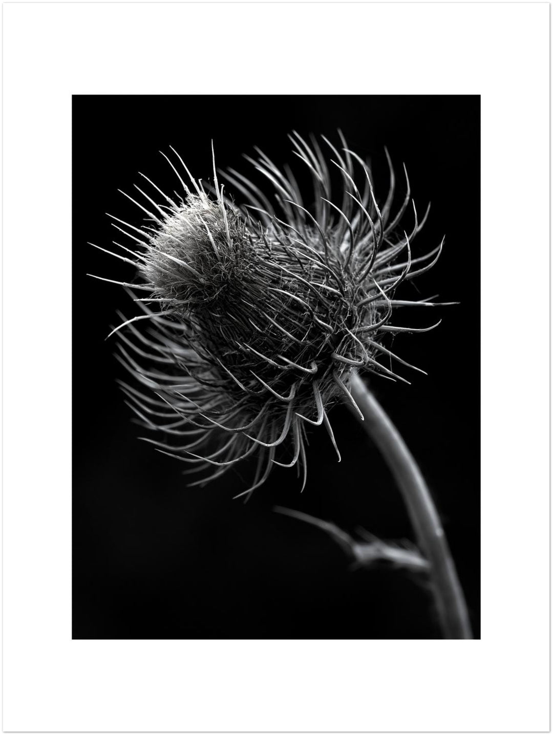 distel-nahaufnahme Poster – Ohne Rahmen – Produktfoto