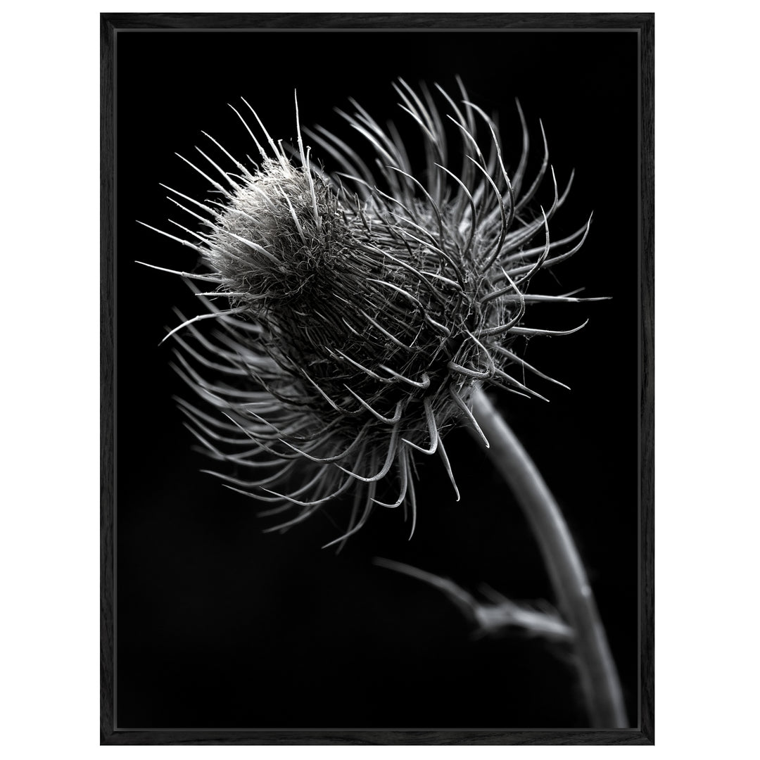 distel-nahaufnahme Leinwandbild – Leinwandbild