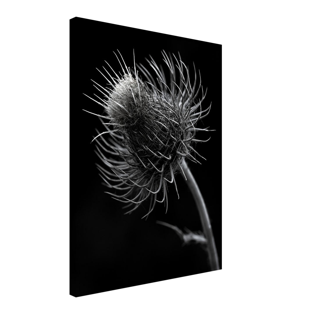 distel-nahaufnahme Leinwandbild – Schräge Ansicht – Produktfoto