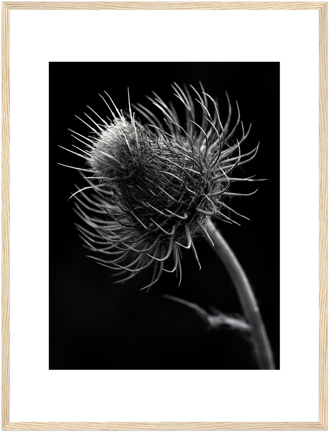 distel-nahaufnahme Poster – Holz natur Rahmen – Produktfoto