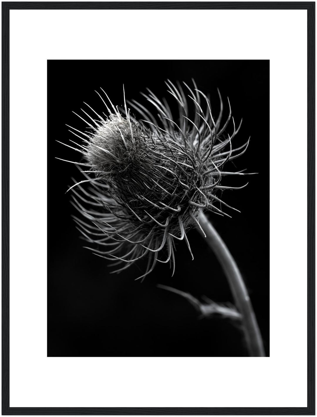 distel-nahaufnahme Poster – Schwarzer Rahmen – Produktfoto