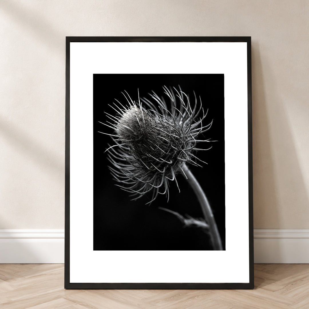 distel-nahaufnahme Poster – Schwarzer Rahmen – Produktfoto