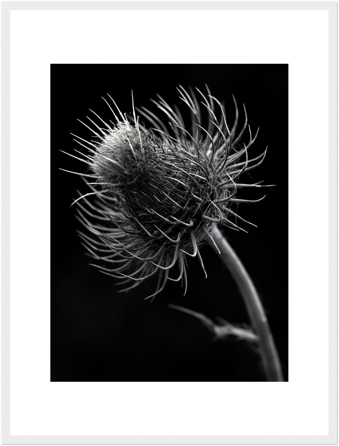 distel-nahaufnahme Poster – Weißer Rahmen – Produktfoto