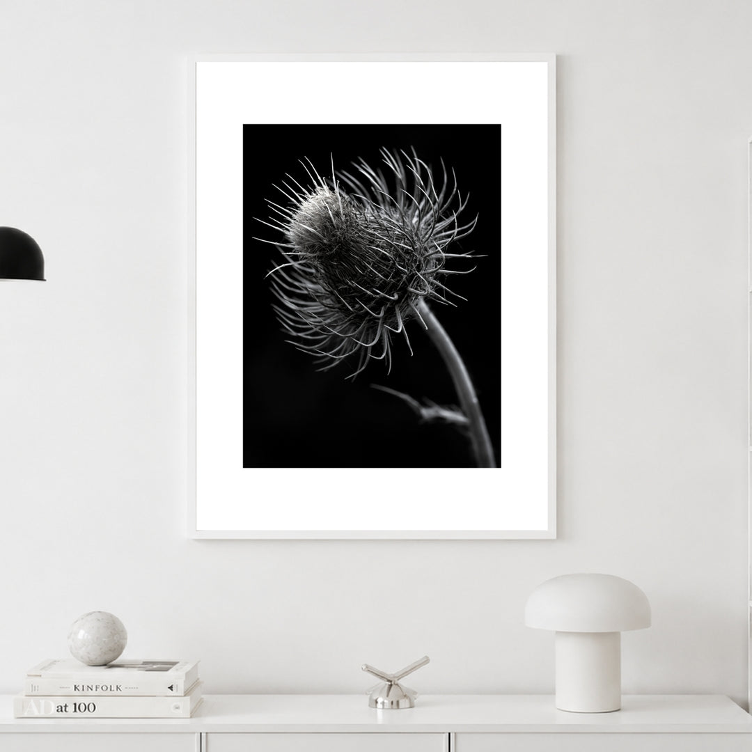 distel-nahaufnahme Poster – Weißer Rahmen – Produktfoto