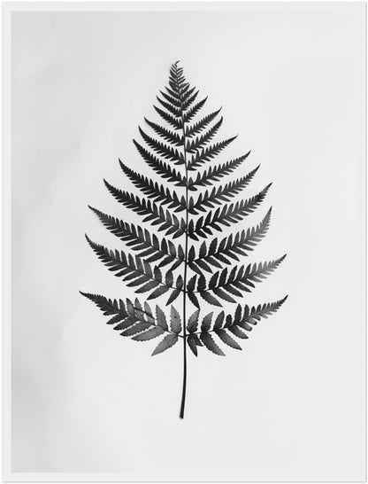 Farnblatt Silhouette Poster