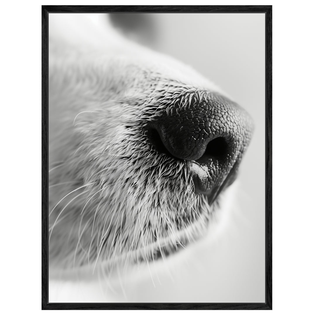 Hundeschnauze Nahaufnahme Leinwandbild – Leinwandbild