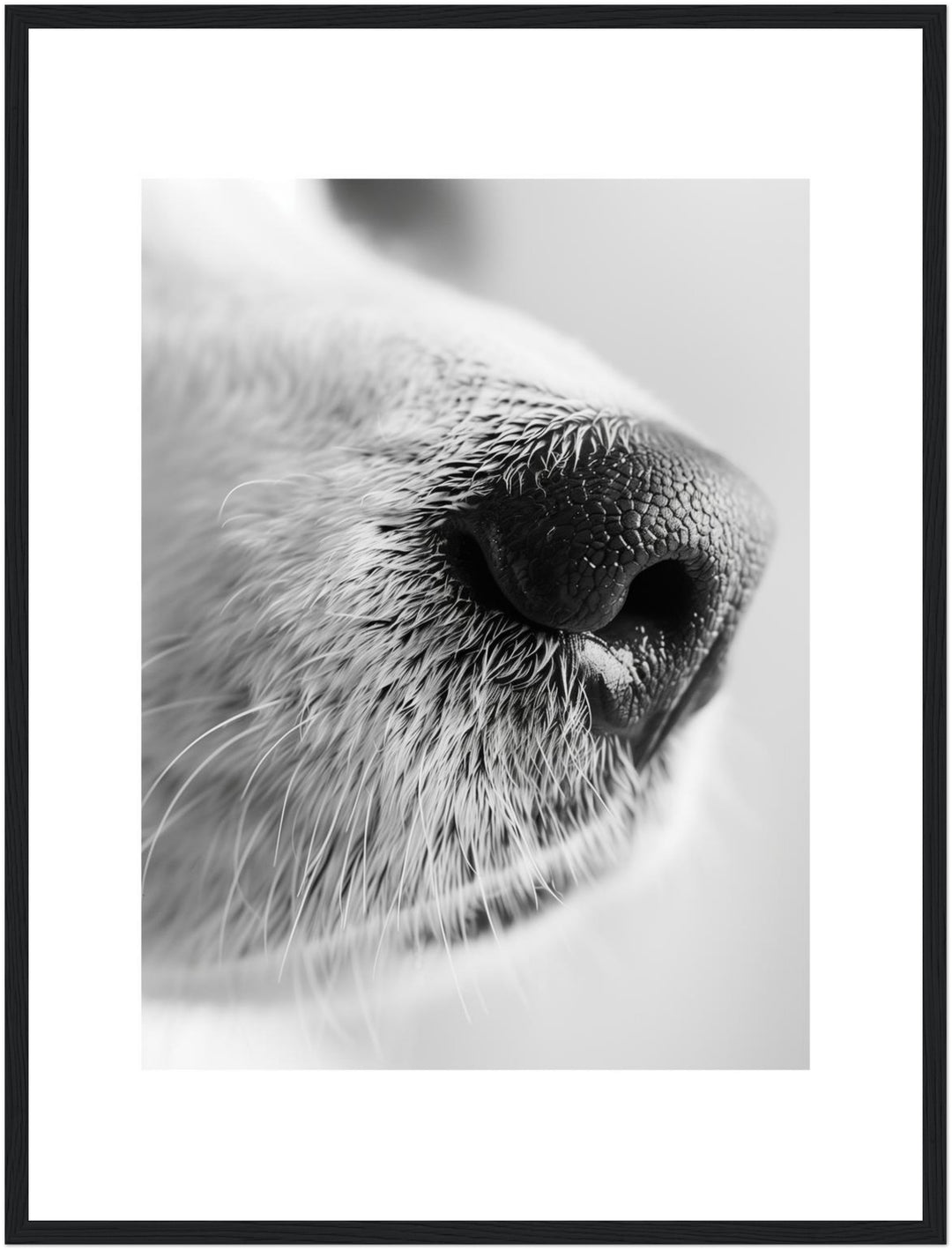 Hundeschnauze Nahaufnahme Poster – Schwarzer Rahmen – Produktfoto