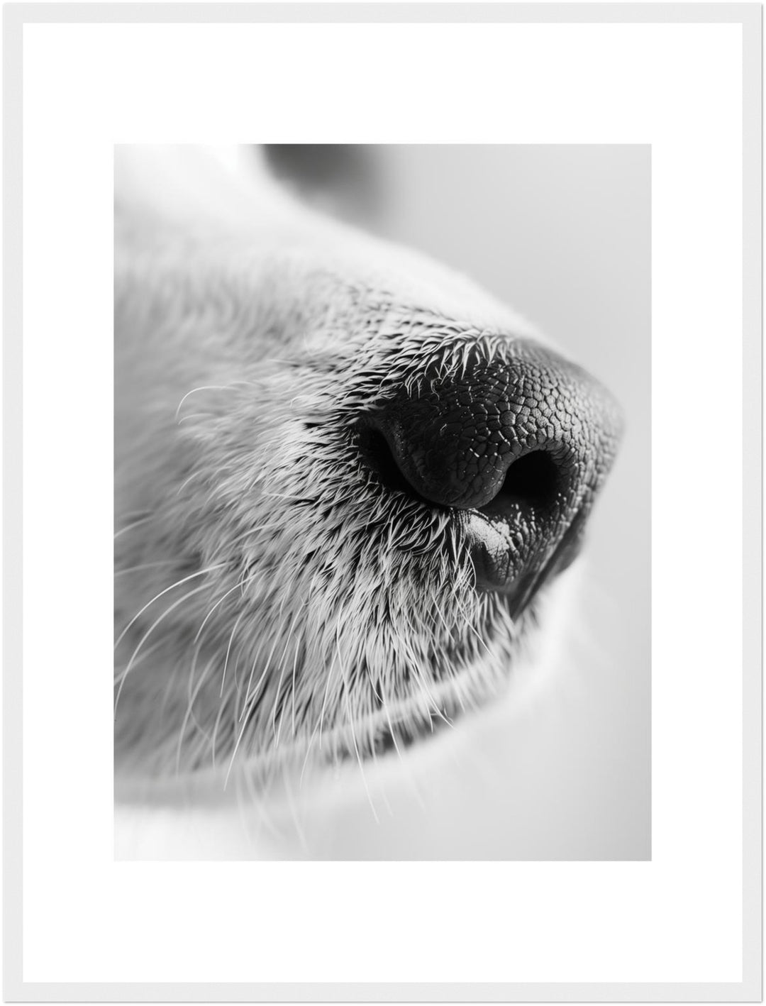 Hundeschnauze Nahaufnahme Poster – Weißer Rahmen – Produktfoto