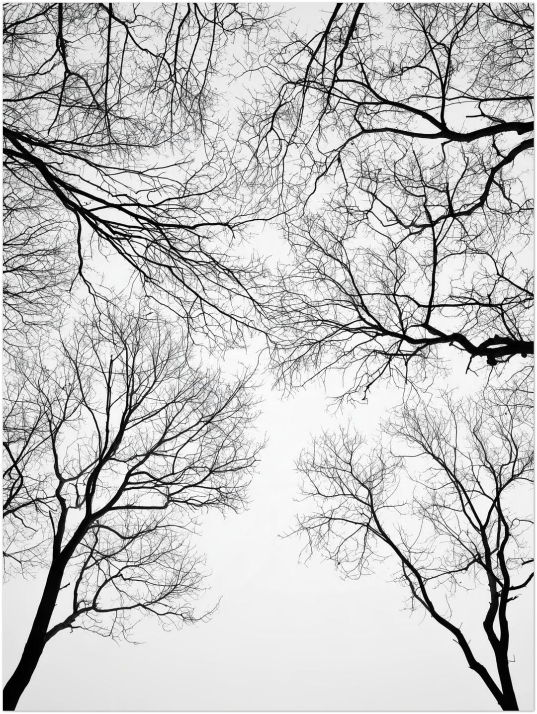 Kahle Äste im Winter Poster – Ohne Rahmen – Produktfoto