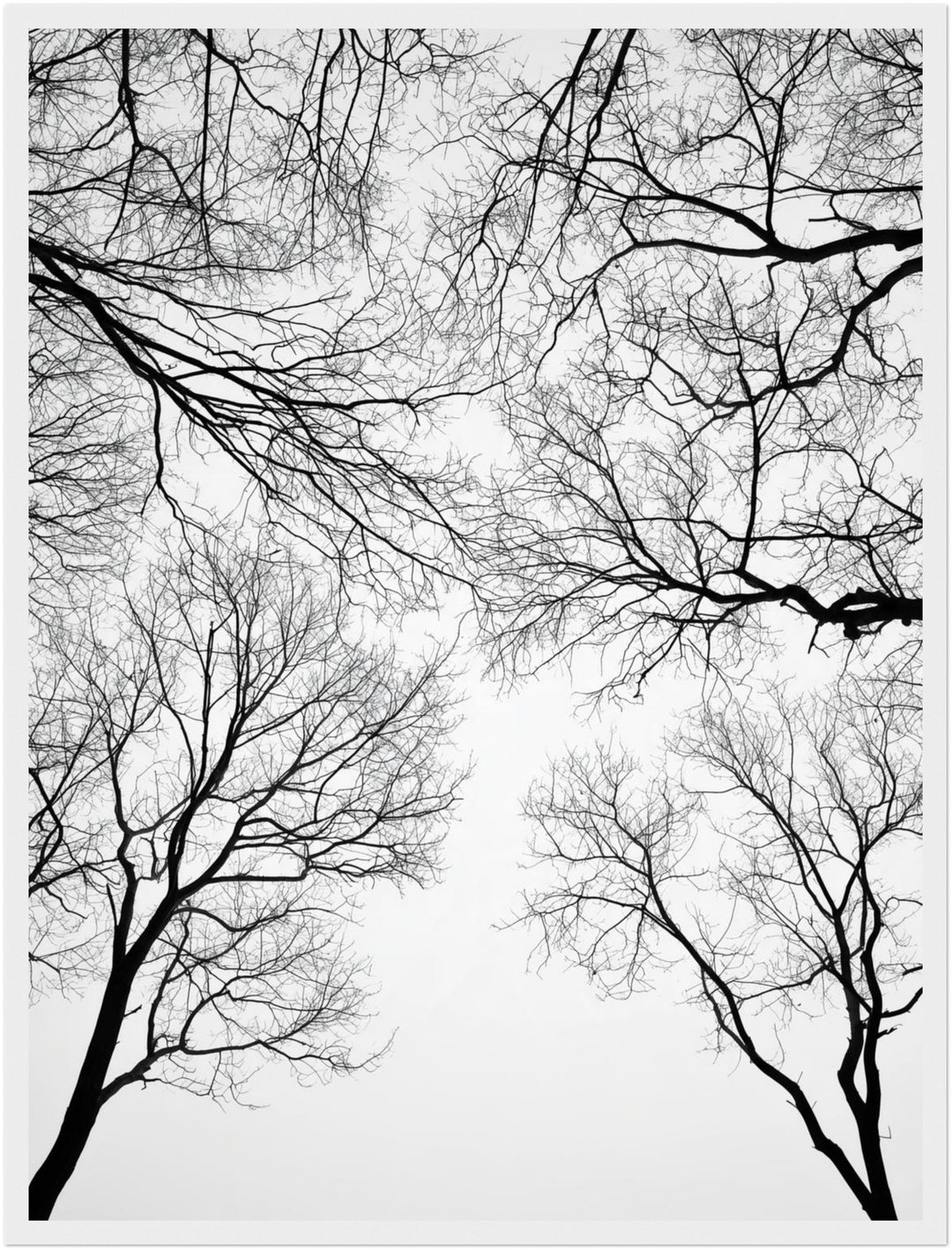 Kahle Äste im Winter Poster – Weißer Rahmen – Produktfoto