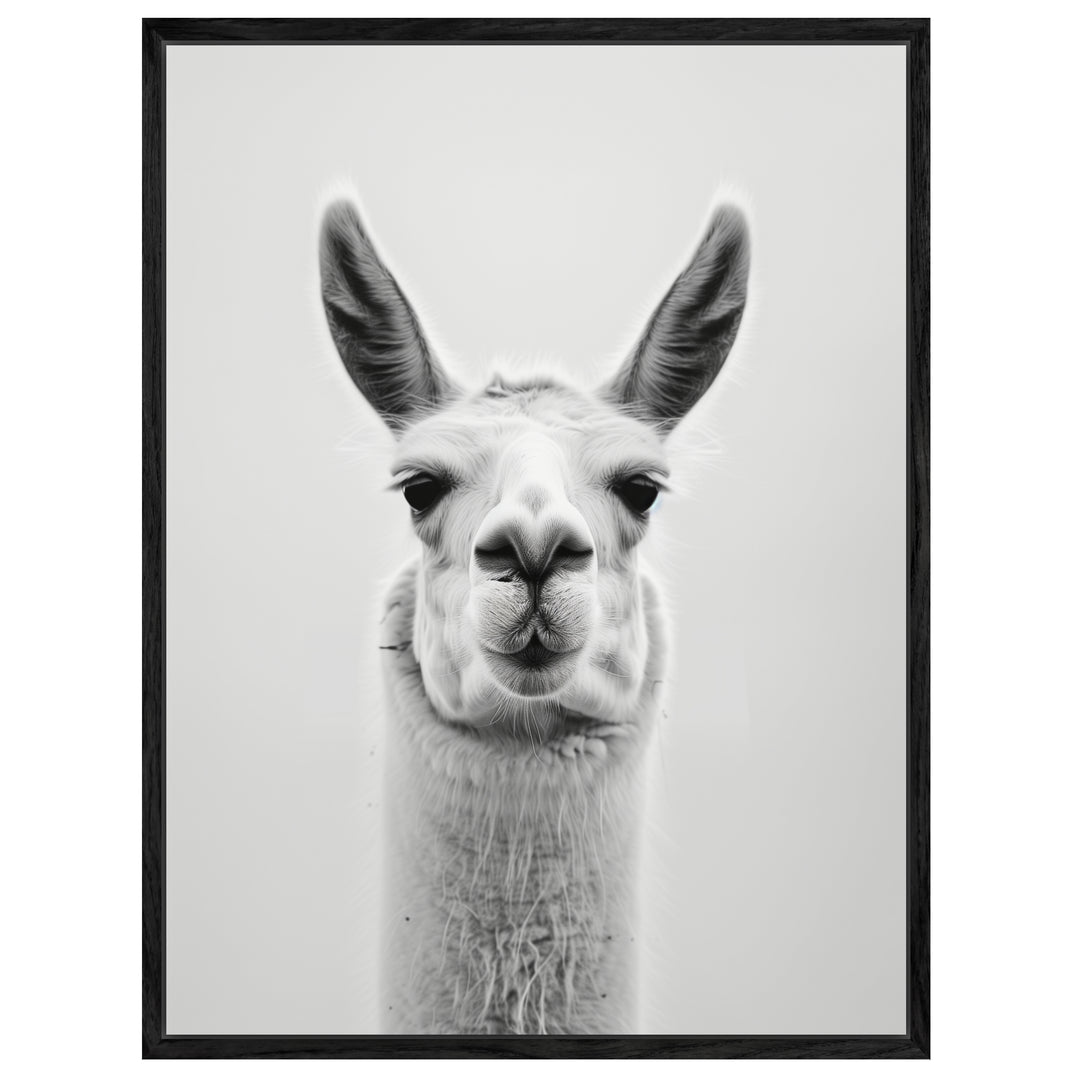Lama Schwarzweiss Portrait Leinwandbild – Leinwandbild