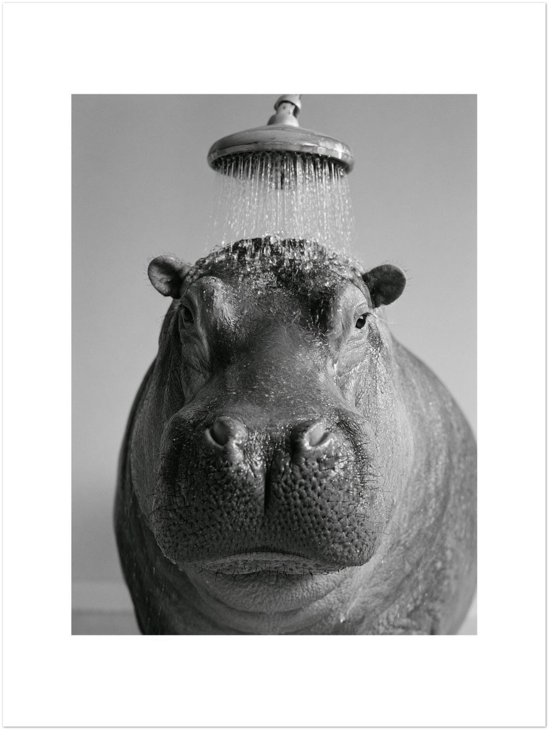 Nilpferd unter der Dusche Leinwandbild – Ohne Rahmen – Produktfoto