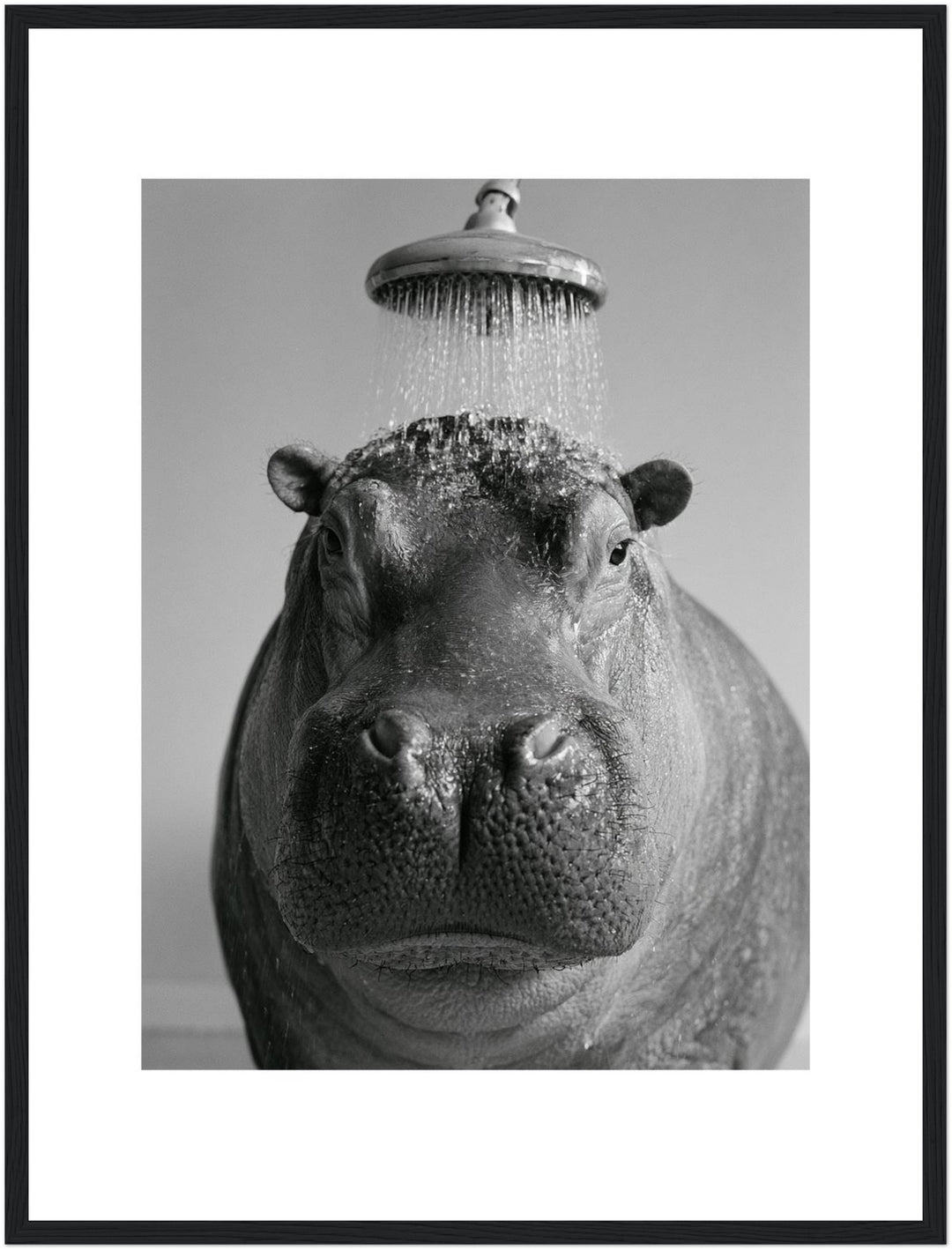 Nilpferd unter der Dusche Poster – Schwarzer Rahmen – Produktfoto