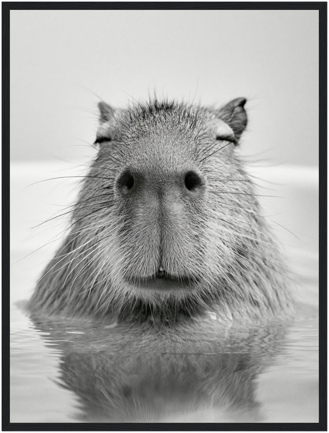Capybara im Wasser Poster – Schwarzer Rahmen – Produktfoto