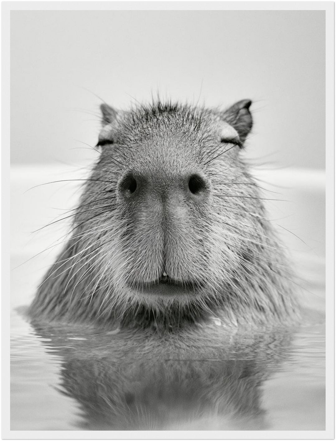 Capybara im Wasser Poster – Weißer Rahmen – Produktfoto
