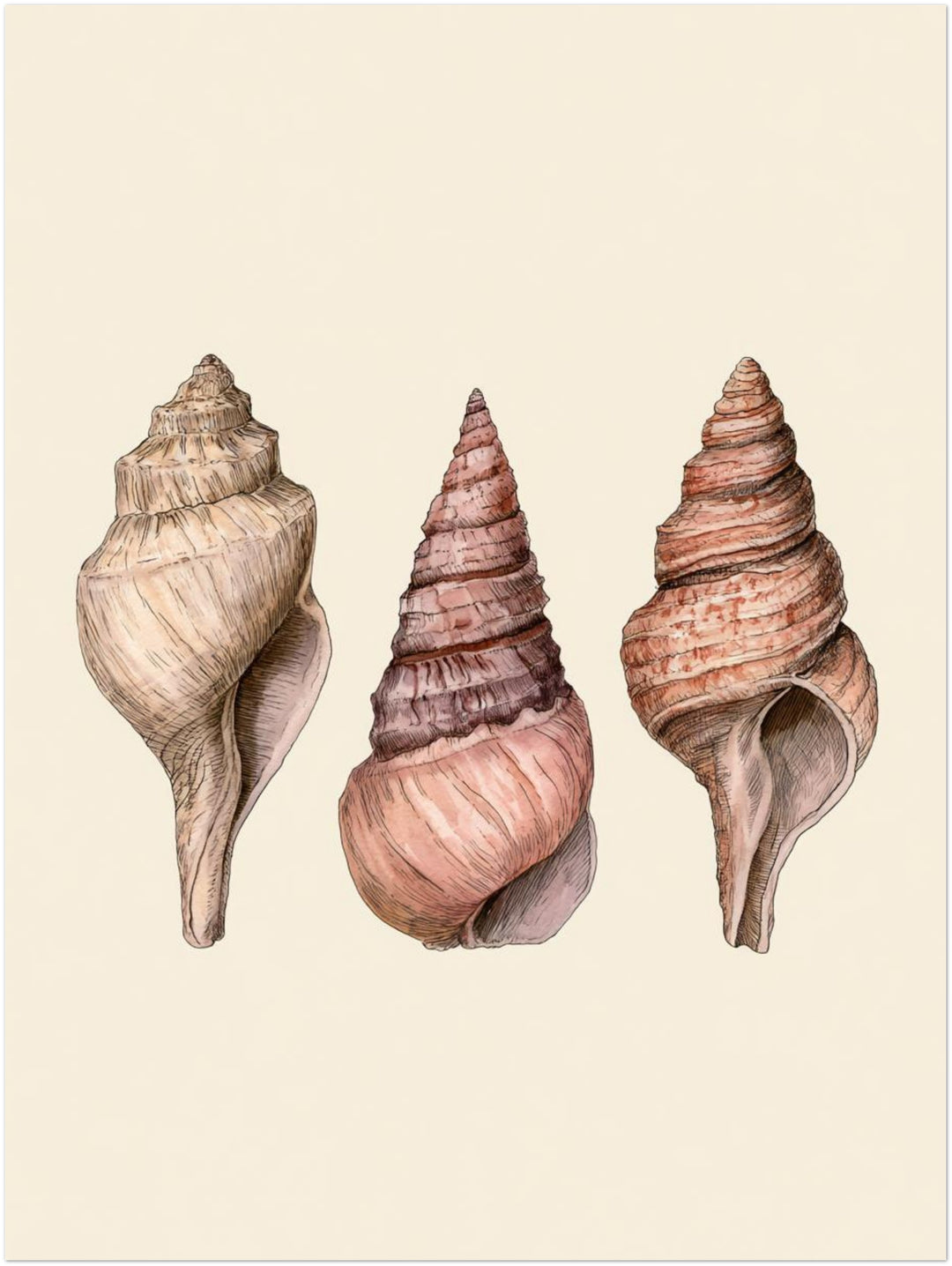 Drei Meeresschnecken Illustration Poster – Ohne Rahmen – Produktfoto