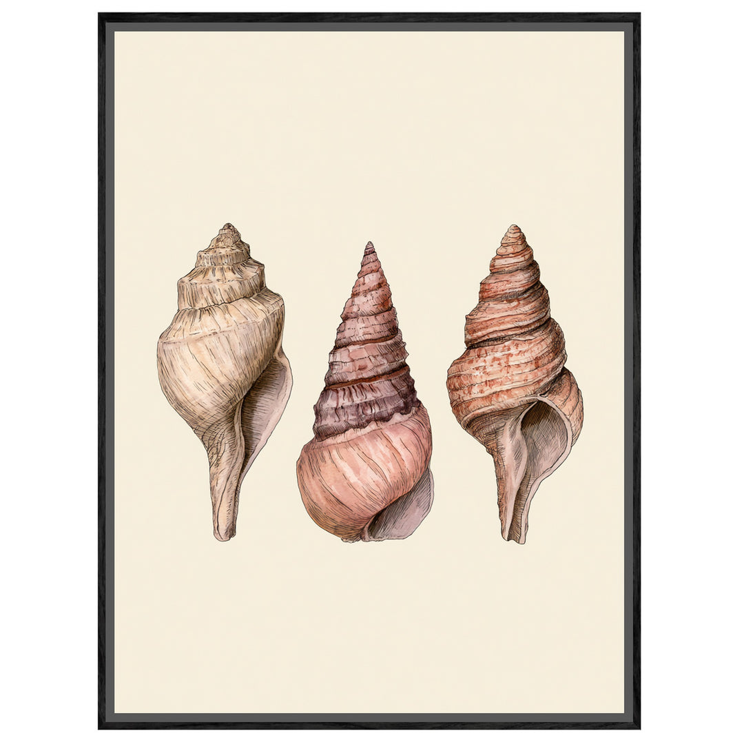Drei Meeresschnecken Illustration Leinwandbild – Leinwandbild
