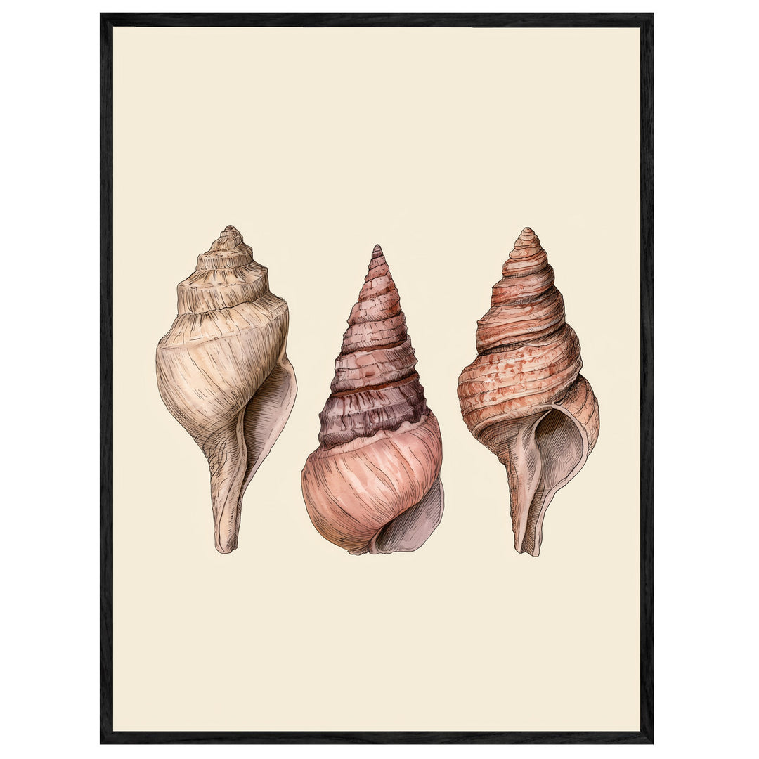 Drei Meeresschnecken Illustration Leinwand
