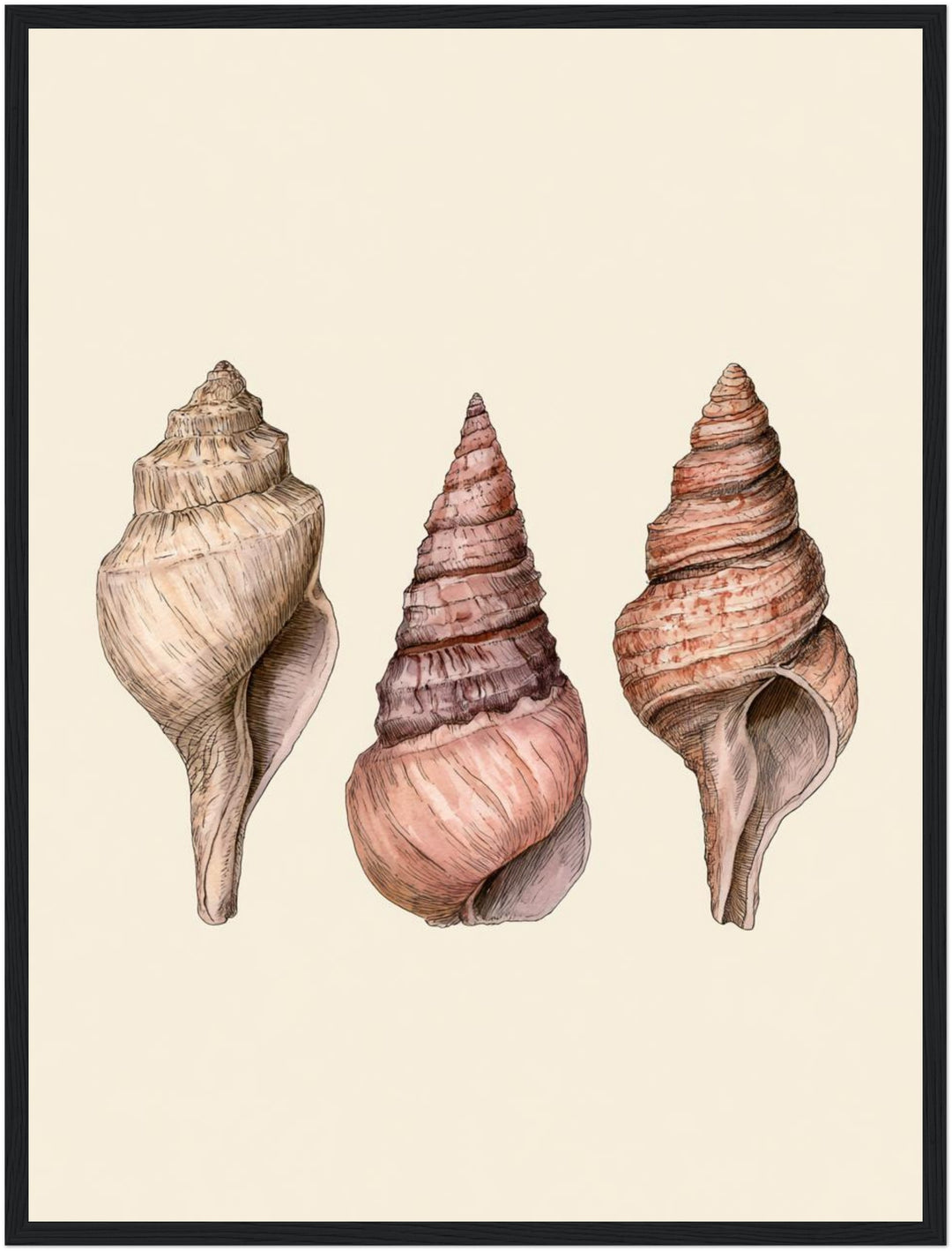 Drei Meeresschnecken Illustration Poster – Schwarzer Rahmen – Produktfoto
