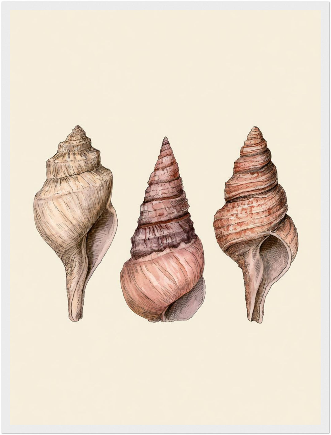 Drei Meeresschnecken Illustration Poster – Weißer Rahmen – Produktfoto
