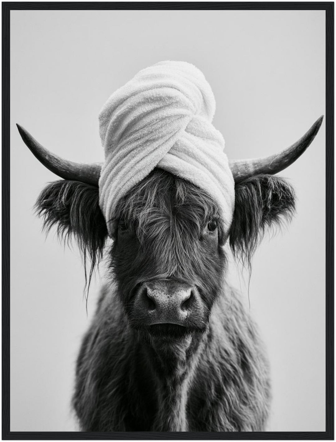Highlander Kuh mit Handtuch Poster – Schwarzer Rahmen – Produktfoto