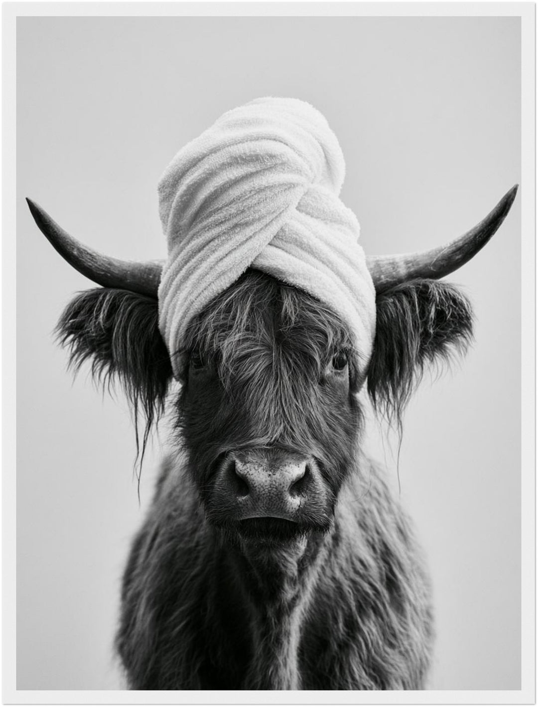 Highlander Kuh mit Handtuch Poster – Weißer Rahmen – Produktfoto