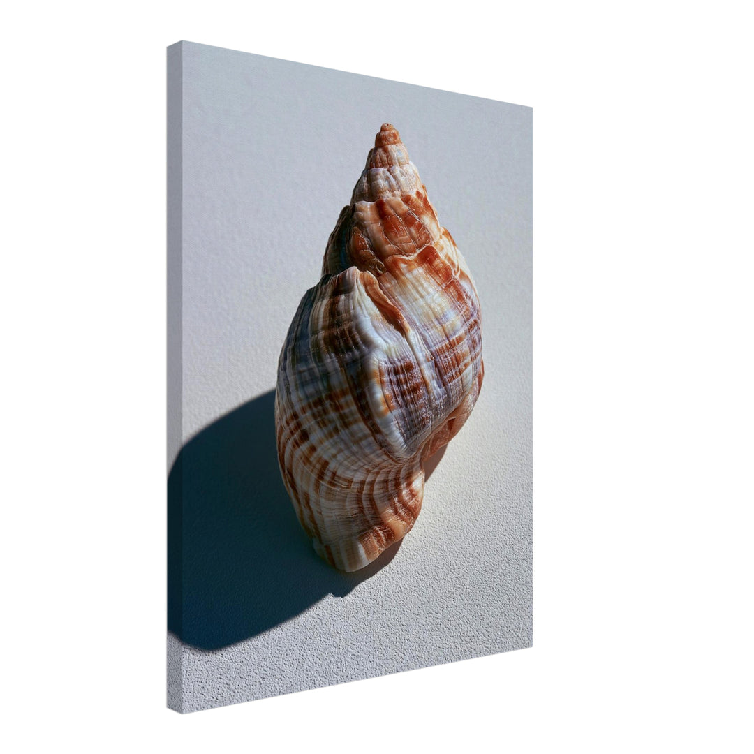 Meeresschnecke Nahaufnahme Leinwandbild – Schräge Ansicht – Produktfoto