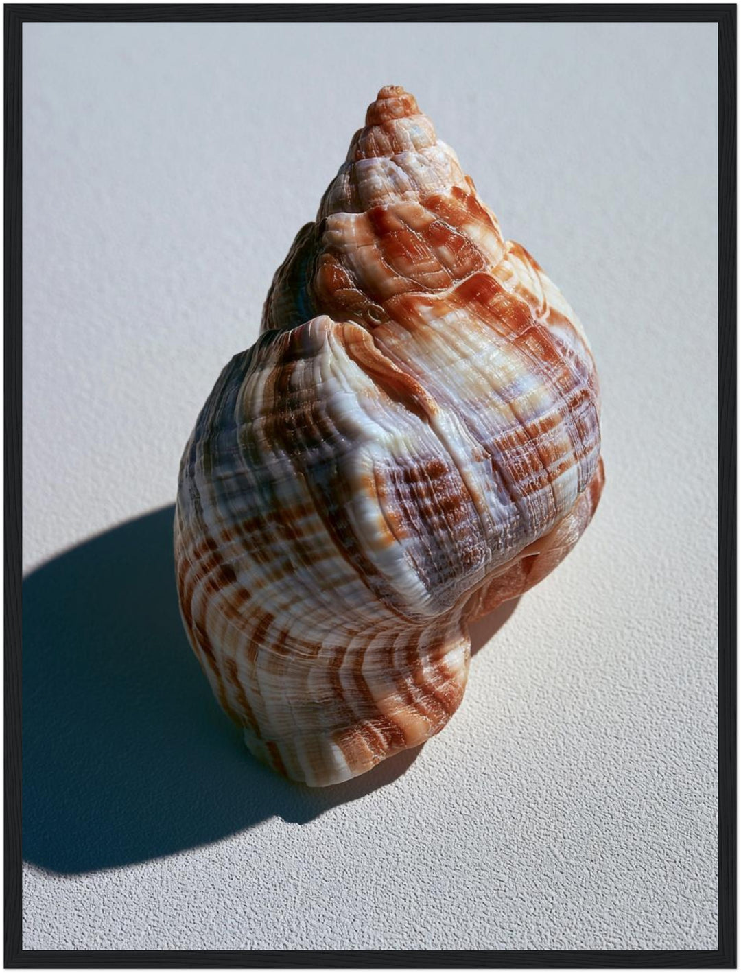 Meeresschnecke Nahaufnahme Poster – Schwarzer Rahmen – Produktfoto