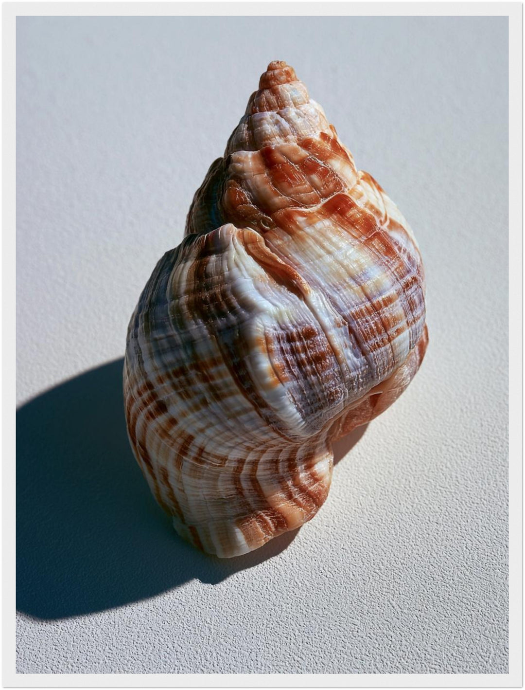 Meeresschnecke Nahaufnahme Poster – Weißer Rahmen – Produktfoto