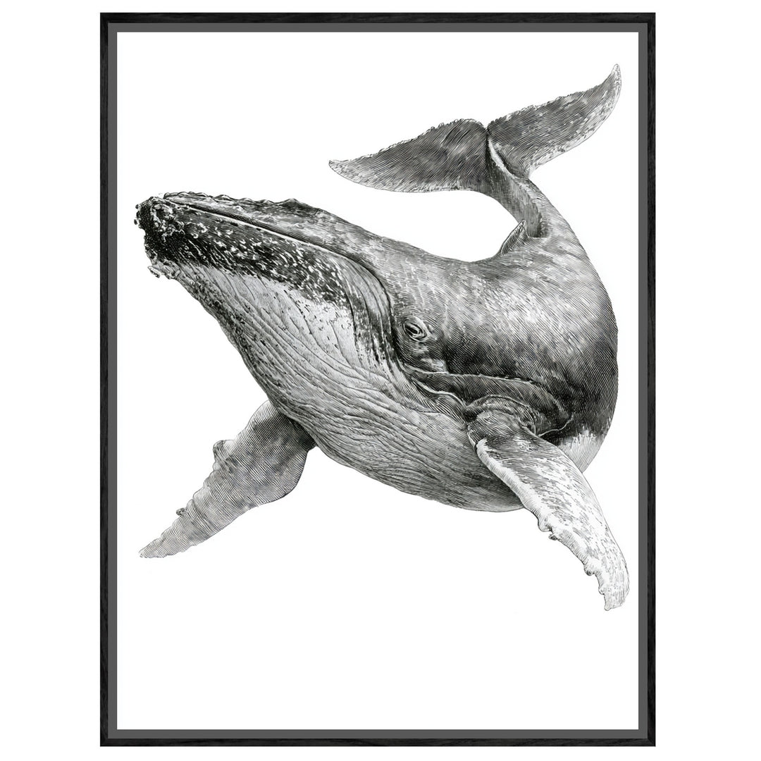 Buckelwal Illustration Leinwandbild – Leinwandbild