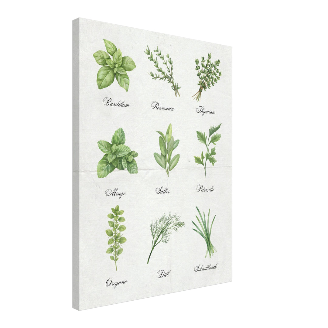 Kräuter Illustration Set Leinwandbild abstrakt – Leinwand auf Holzrahmen – Ansicht 2