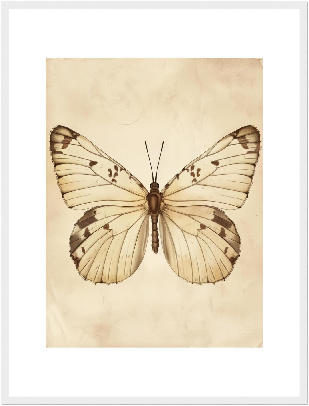 Schmetterling Poster Vintage – mattes Kunstdruck-Papier – Ansicht 6
