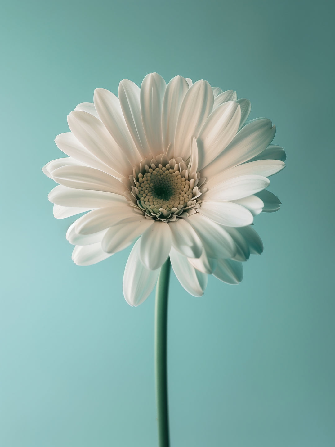 Weiße Gerbera auf Türkis Landschaft – Wandkunst