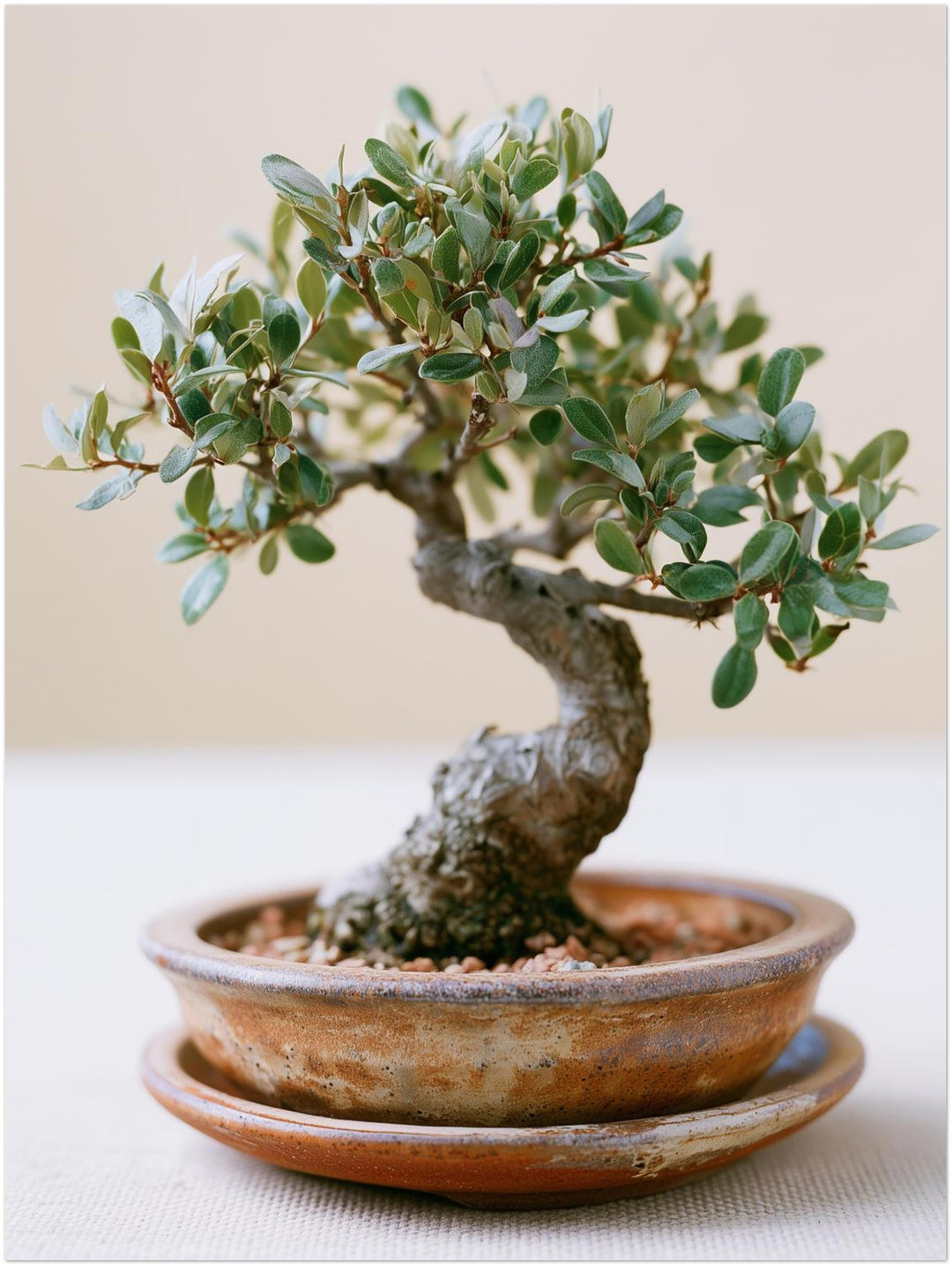 Alter Bonsai im Gleichgewicht Poster – Ohne Rahmen – Produktfoto