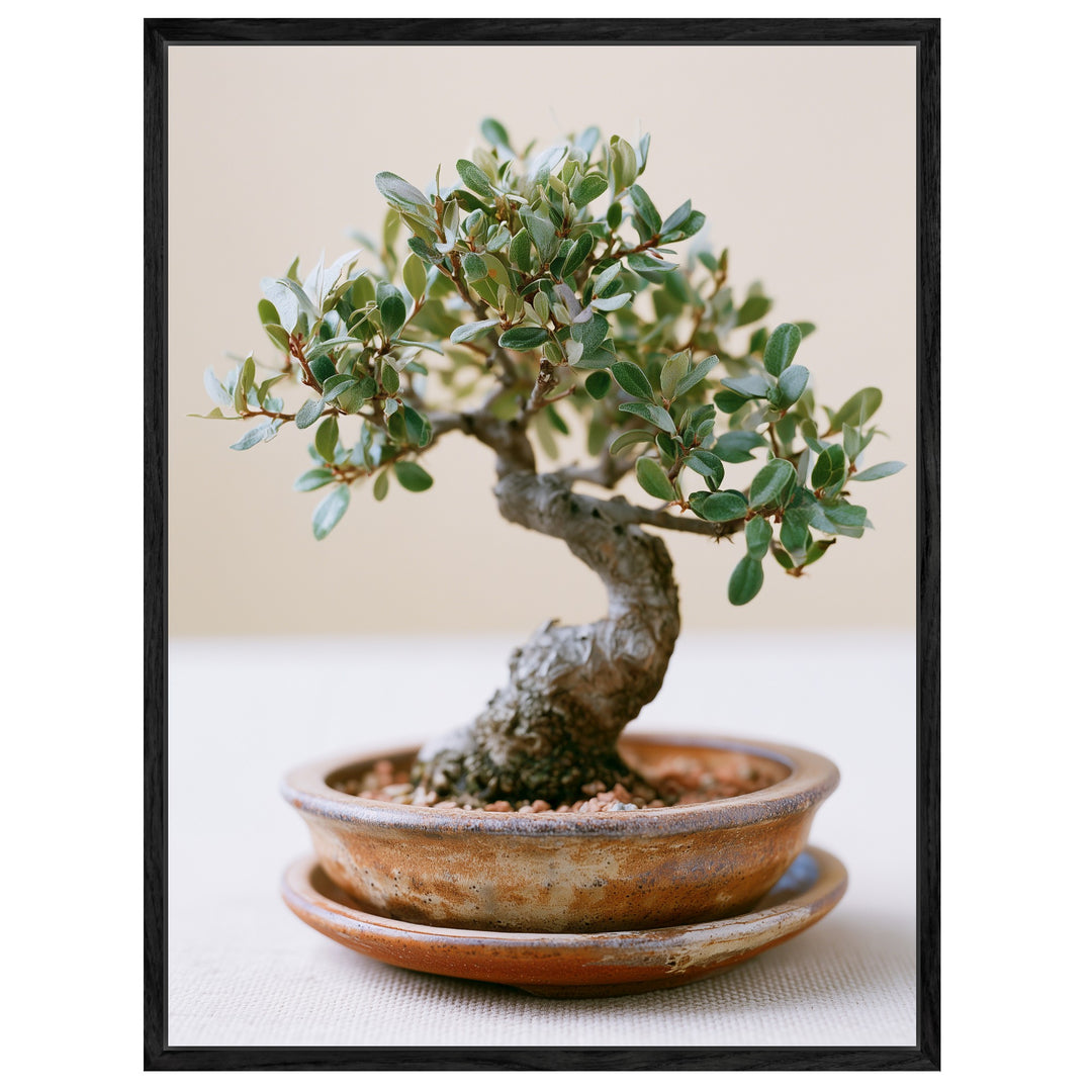 Alter Bonsai im Gleichgewicht Leinwandbild – Leinwandbild