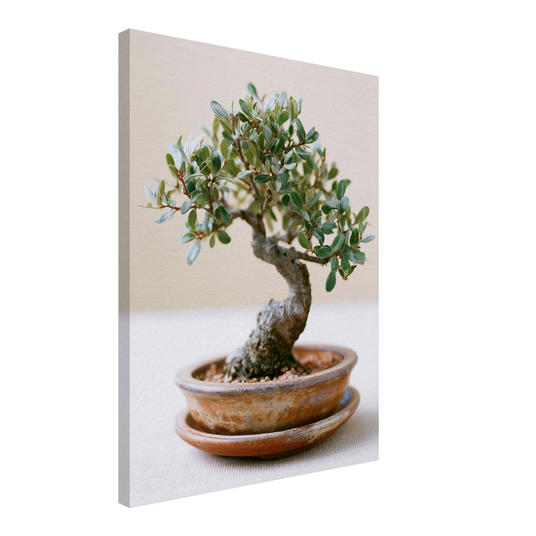 Alter Bonsai im Gleichgewicht Leinwandbild – Schräge Ansicht – Produktfoto
