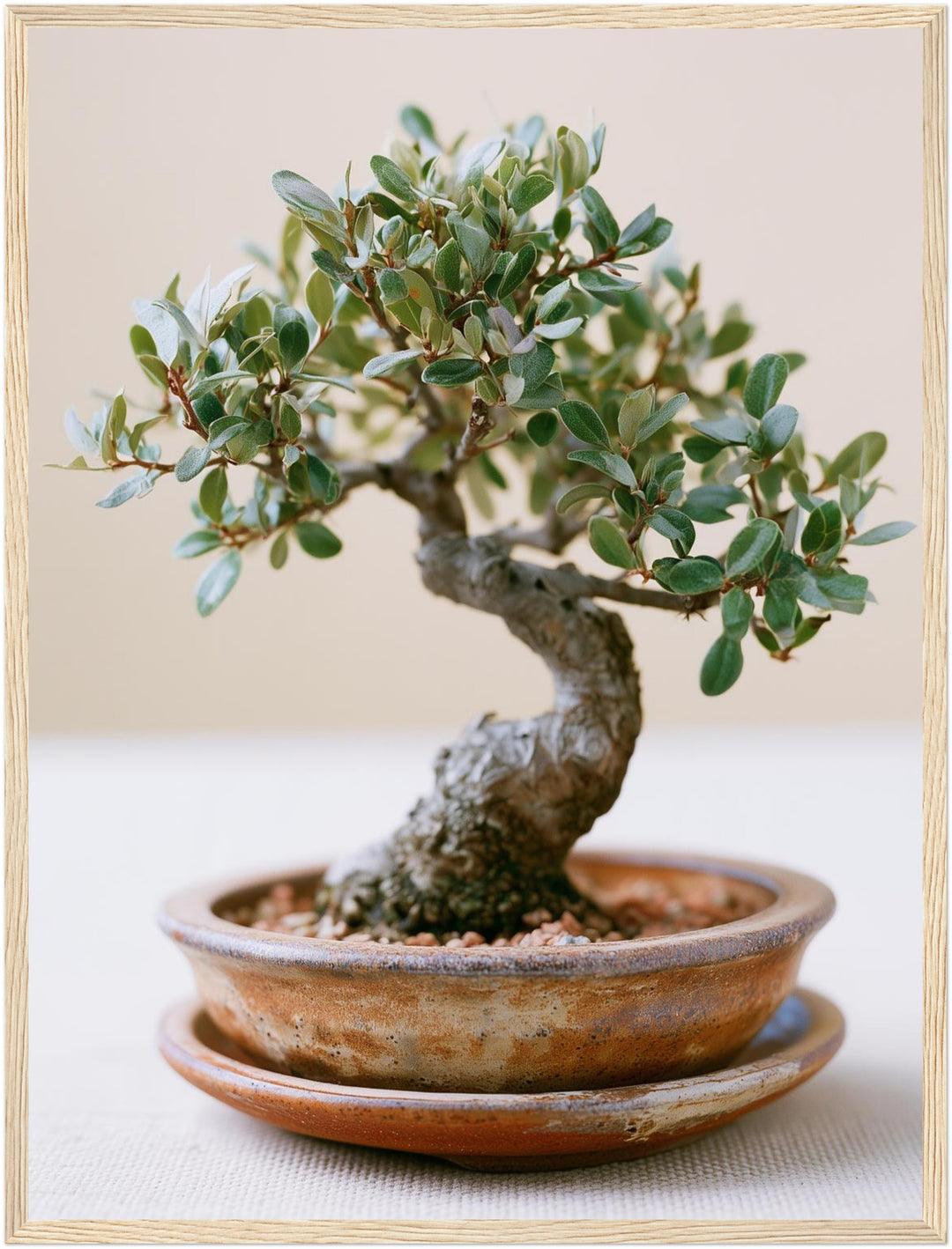 Alter Bonsai im Gleichgewicht Poster – Holz natur Rahmen – Produktfoto