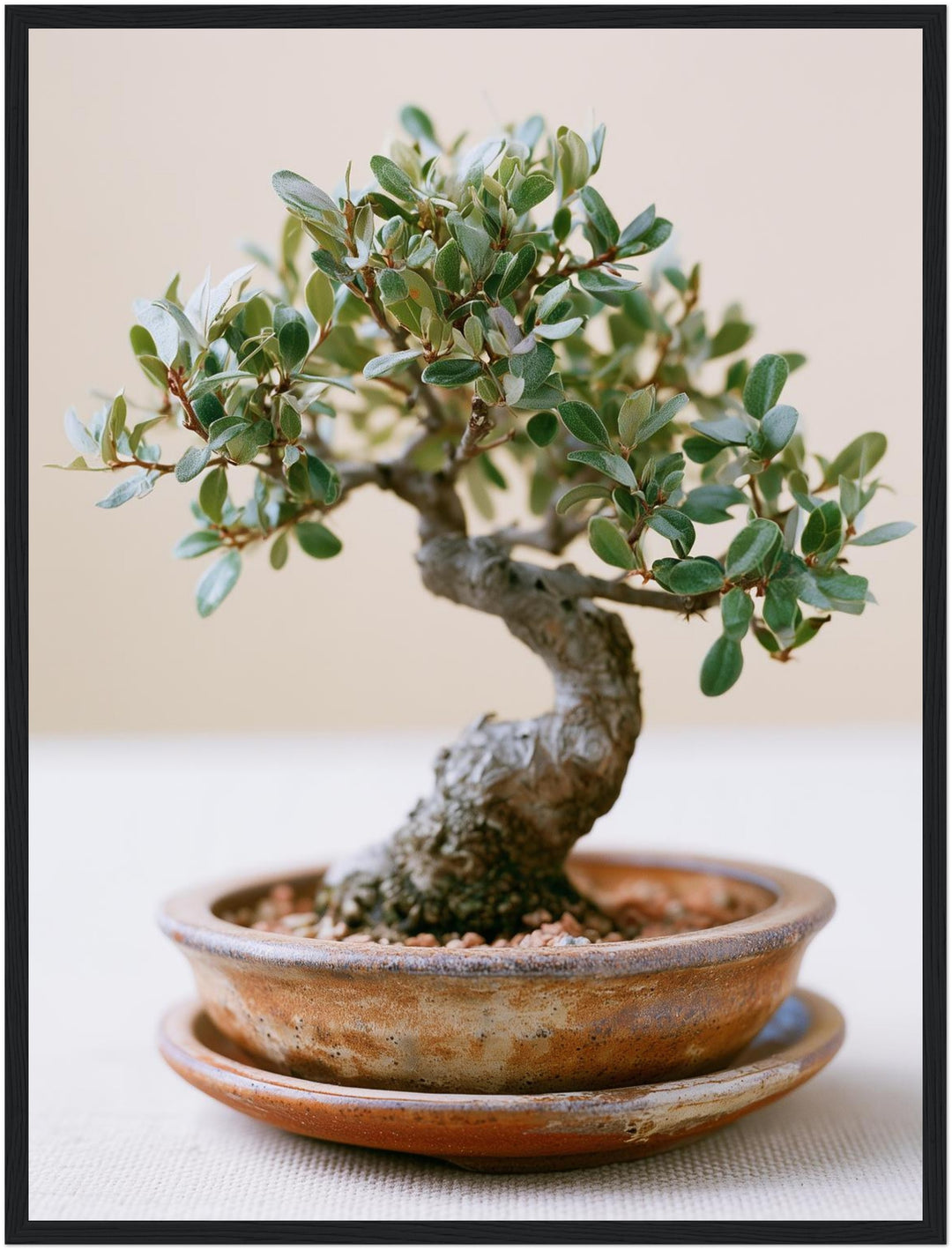 Alter Bonsai im Gleichgewicht Poster – Schwarzer Rahmen – Produktfoto