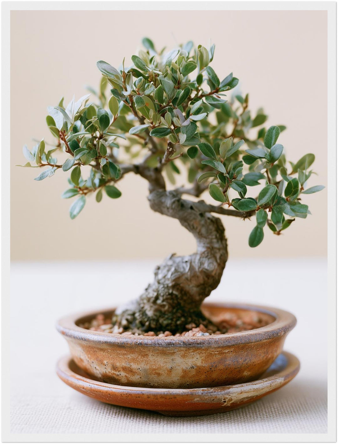 Alter Bonsai im Gleichgewicht Poster – Weißer Rahmen – Produktfoto