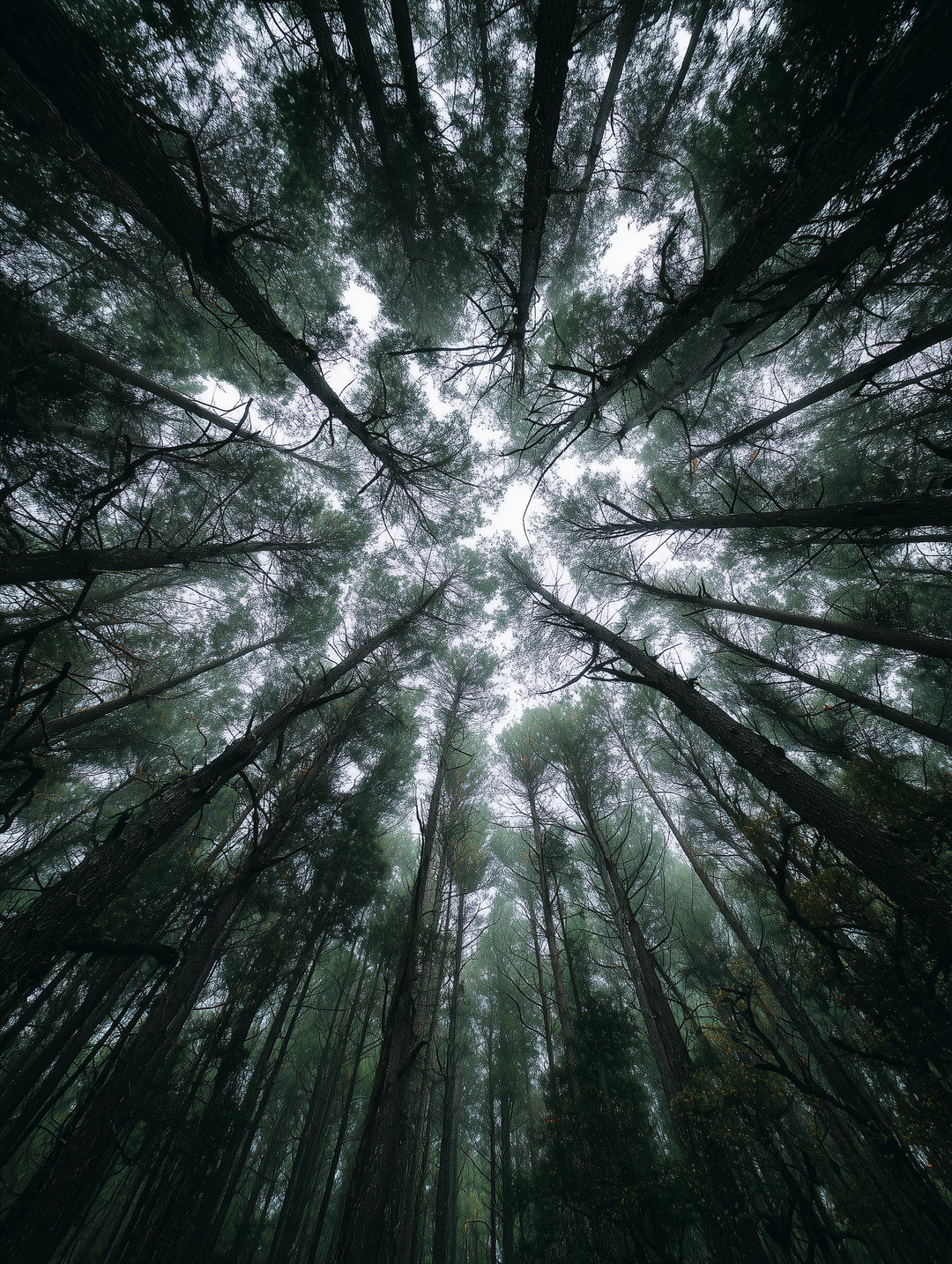 Zwischen Baumkronen Himmel  – Wandkunst